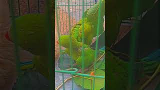 love birds and pigeon #punjabi #pigeon #trending #kabootar #ytshorts #ytviral #sundh_dihat_shorts