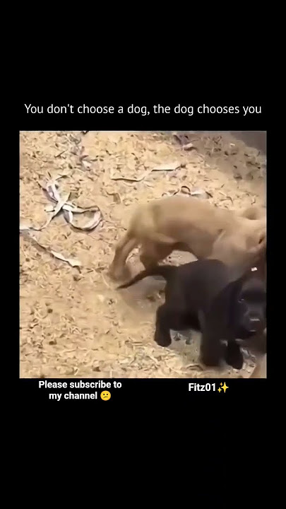 WATCH THIS🐶💖#shorts