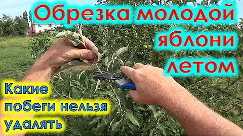 Обрезка молодой яблони летом. Какие побеги не обрезать.