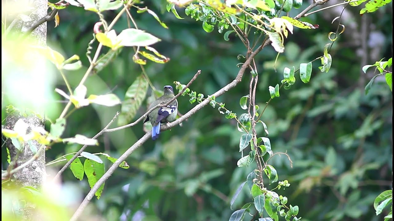 Green Cochoa / นกปีกแพรเขียว