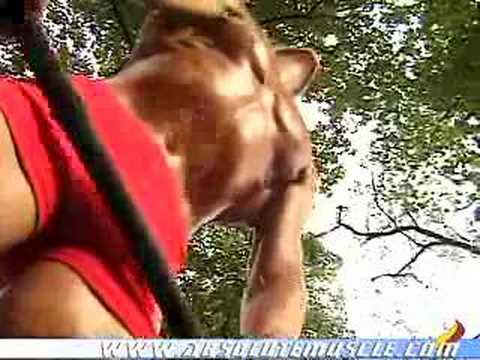Alexandre Paris AbsoluteMuscle.com