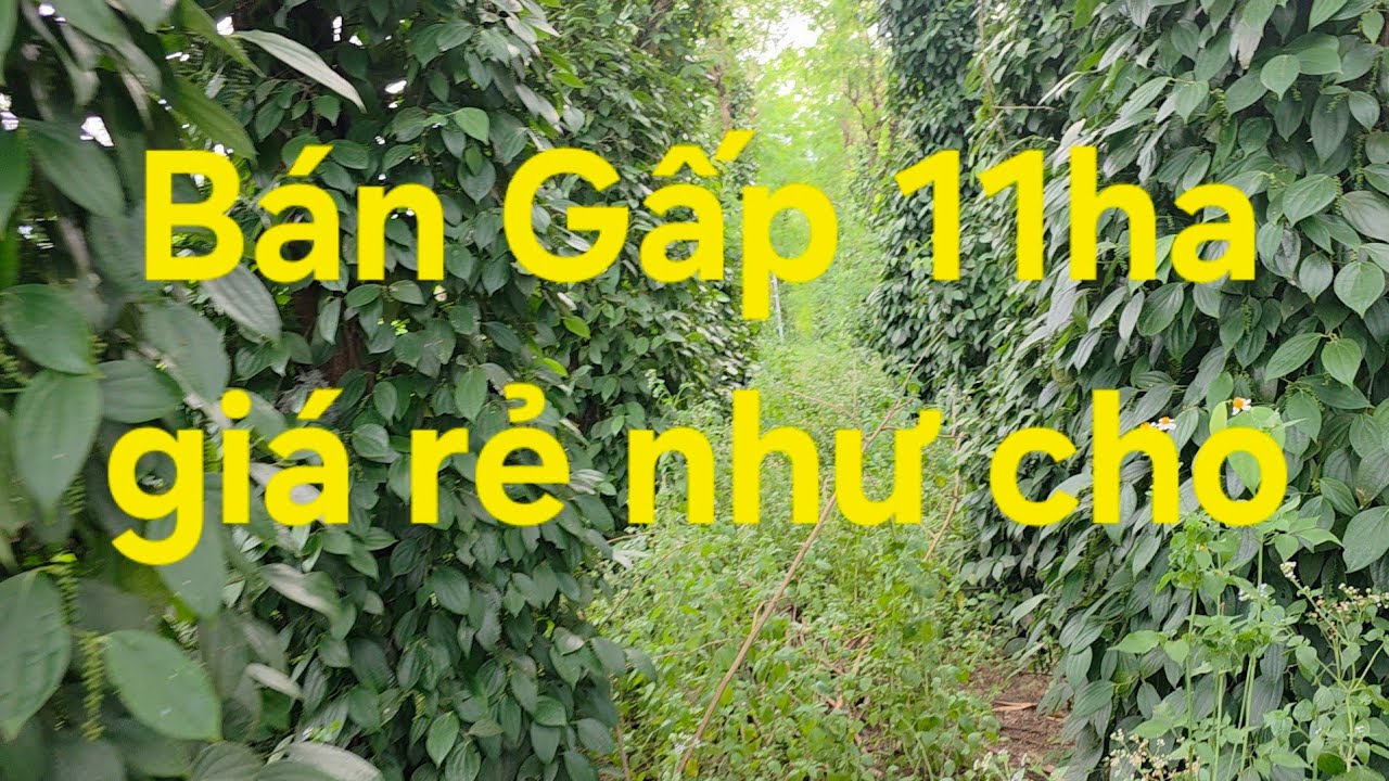 11ha giá rẻ như cho lh 08 22 72 76 79 