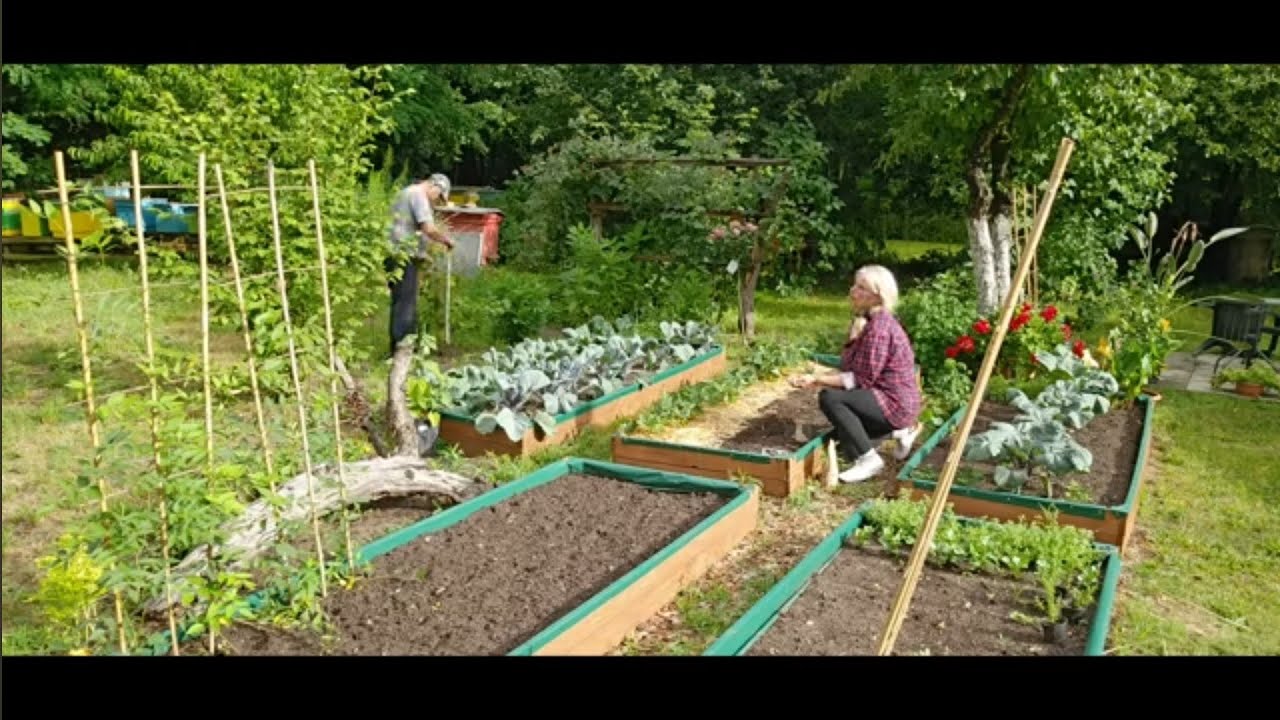 Indiańskie kartofle I nasz ogród koło domu 