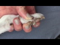 Veterinary Learning Series: Dog Toe Nail Dremel