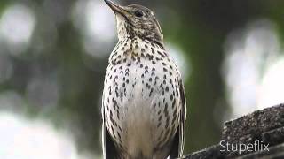 Drozd zpěvný (Turdus philomelos)