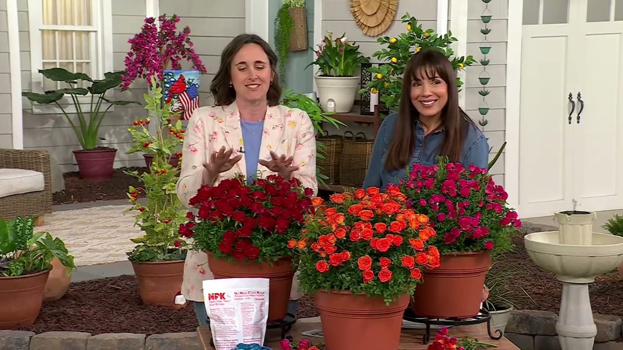 Cottage Farms 3-Piece Sunblaze Rose Collection Live Plants on QVC