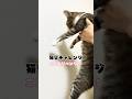 猫壁チャレンジにリベンジする保護猫ここみ #shorts #cat #ショート