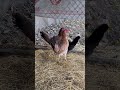 Gallinas #giras #greys #ylh #hatch #brownred