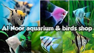 Exotic fishes for sale in Hyderabad at Al Noor aquarium & birds shop | ocean fishes available in Hyd