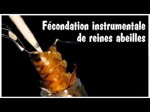 Vidéo: Recette Spéciale De Pollens Pour La Détermination Des Castes Des Abeilles