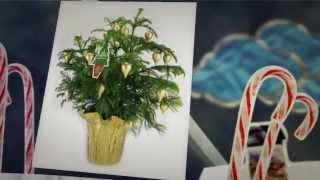 Norfolk Island Pine: The Living Holiday Tree