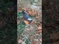 Ну давайте знакомиться #озвучка #голубь #шортс #птица #youtubeshorts