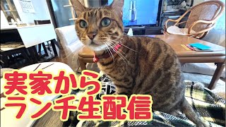 【ランチ生配信5/8】実家から猫11匹による生配信