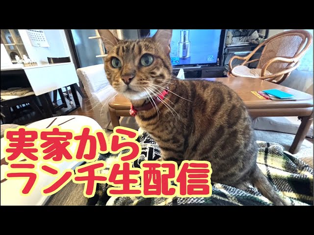 【ランチ生配信5/8】実家から猫11匹による生配信