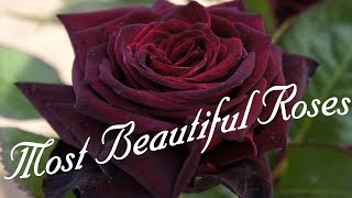 Most Beautiful Roses In The World