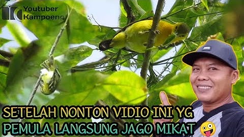 cara mikat burung sirtu susah turun [] khusus pemula