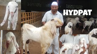 Hydpat Breeding Setup Full Information.