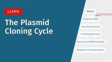 The Plasmid Cloning Cycle