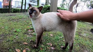 人を警戒していたシャム猫がモフらせてくれた