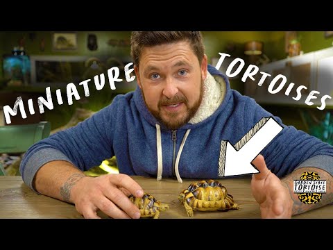 BEST Small Tortoise Habitat (How To!)