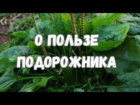 О пользе подорожника