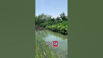 Cách chọn địa hình câu cá lóc khu vực mương sông suối#cauca #fishing #caucathugian #fishinglife