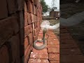 Indian Spectacle Cobra Snake Rescue #highlightseveryone #snake #cobra #animalrescue #snakerescue