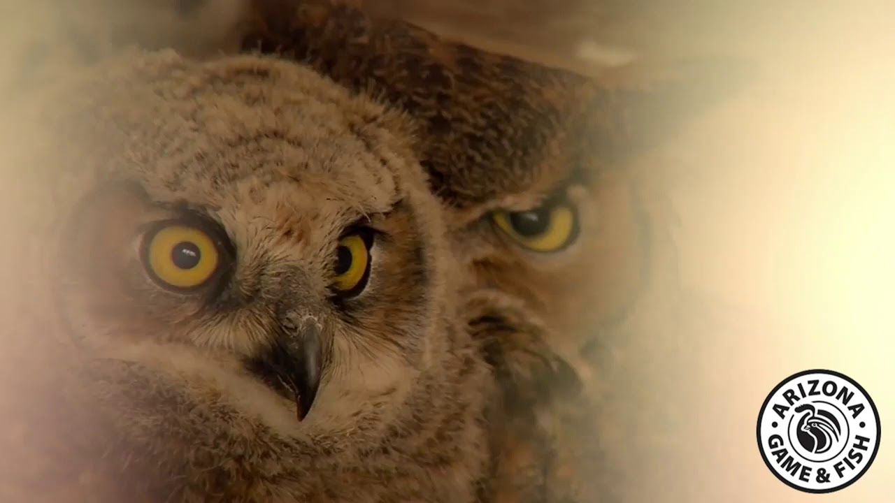 AZGF WARNING VO 051820.mp4