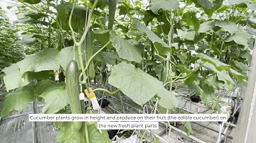 FoodE: Cucumber Research (Wageningen University & Research)