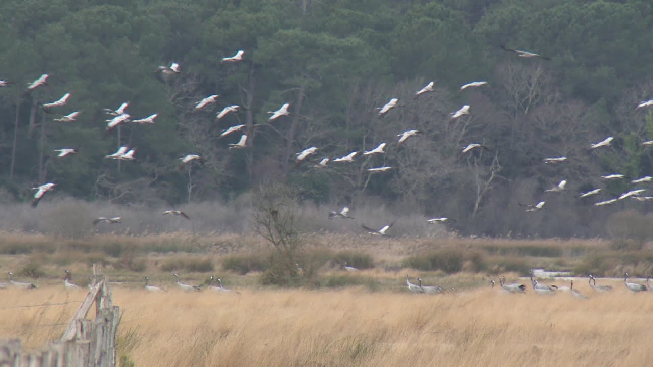 Gironde : la Réserve naturelle de l'étang de Cousseau, un sanctuaire pour les oiseaux migrateurs