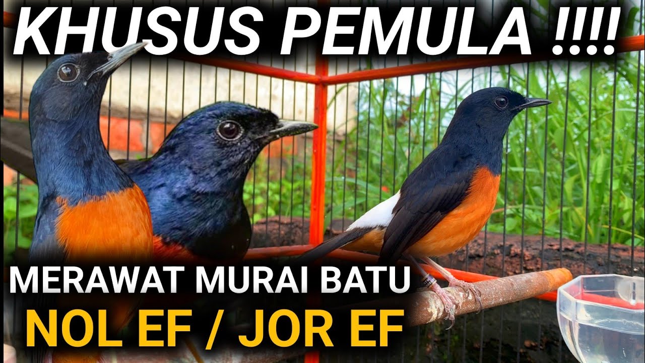 FULL - KHUSUS PEMULA CARA MERAWAT MURAI BATU NOL EF DAN JOR EF | DR MURAU BATU