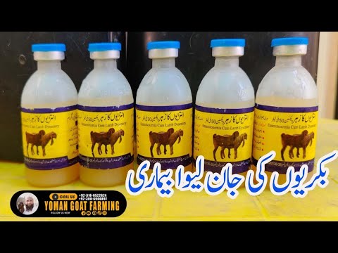 Intestinol Poison Fatal Disease Of Goats @YomanGoatFarming - YouTube