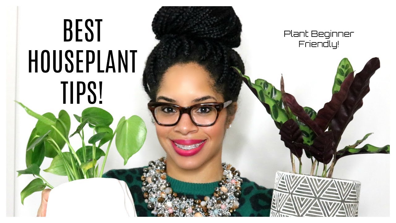BEST HOUSEPLANT TIPS!!!! YouTube