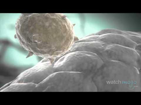 ბრაზილიელი მეცნიერები \"ზიკა\" ვირუსის საშიშროებაზე