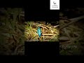 Kingfisher#shorts