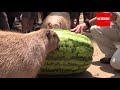 Huge Capybara Rodents Eat Giant Waterlemon in Japan Festival | Closeup