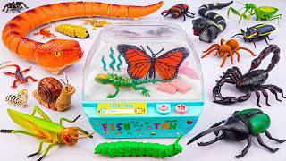 ZURU ROBO ALIVE COLLECTION | UNBOXING RC Snake, New Robo Butterfly Insect creepers, Aquarium ASMR