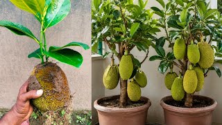 How To Grow Jackfruit Tree From jackfruit | Jackfruit Tree Growing Technique 🌵