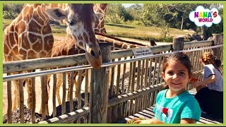 Alimentando a Girafa no Zoologico - Zoo Miami Giraffe