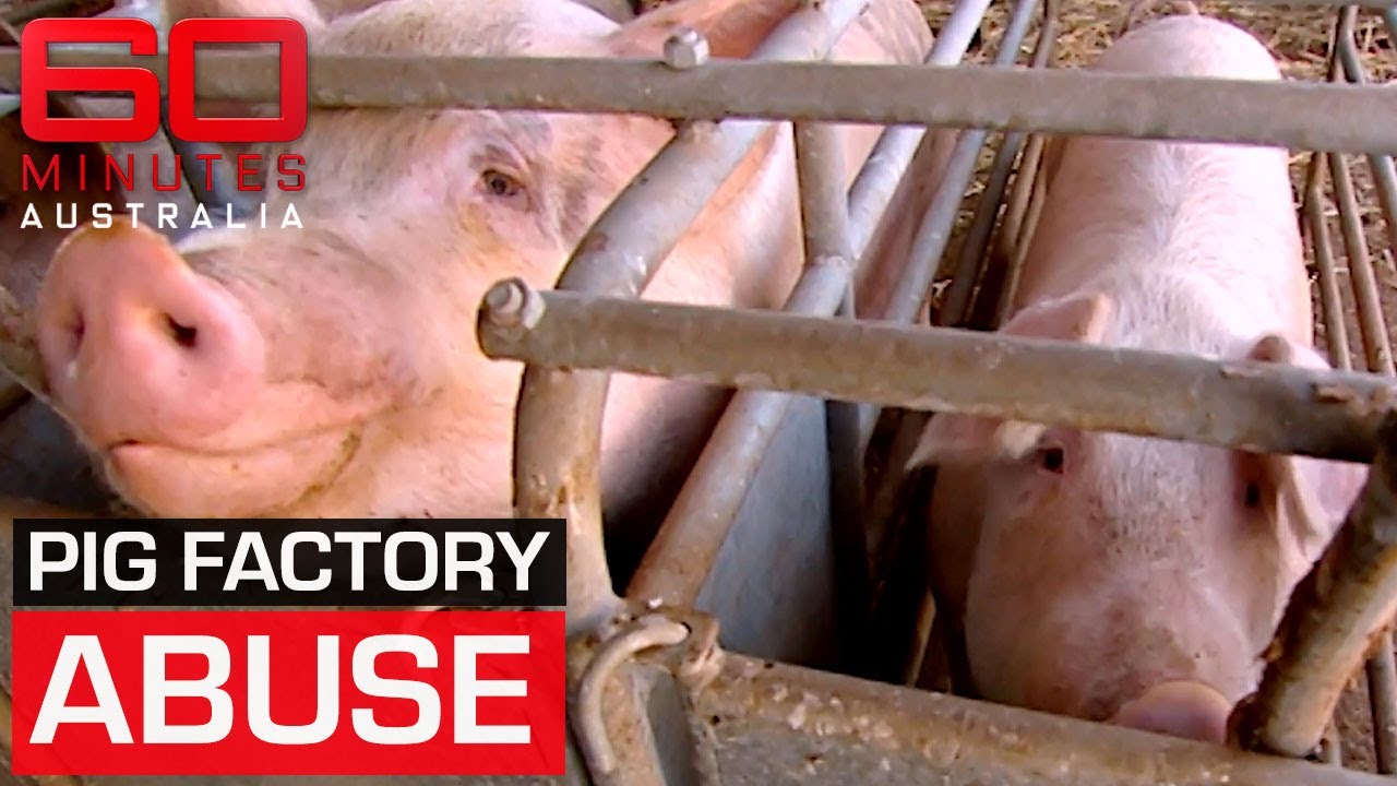 An investigation into the cruel conditions seen in pig farms | 60 Minutes Australia