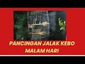 Pancingan jalak kebo malam hari