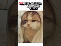 sorry i am alive #viral #memes #relatable #cat #funny