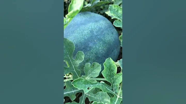 Melon you have never seen #nature #shorts #food #nigeria #egusi