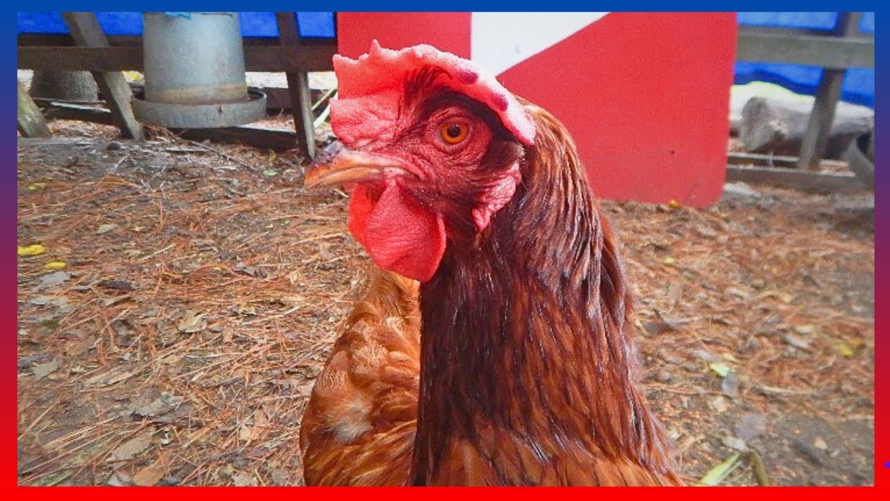 Feeding The Chickens Relaxing Chicken Coop Sounds YouTube