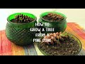 How to Grow a Tree from a Pine Cone