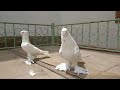 Андижанские Голуби Андижан Кептерлери Andijon Pigeons 19 июля 2020 г.