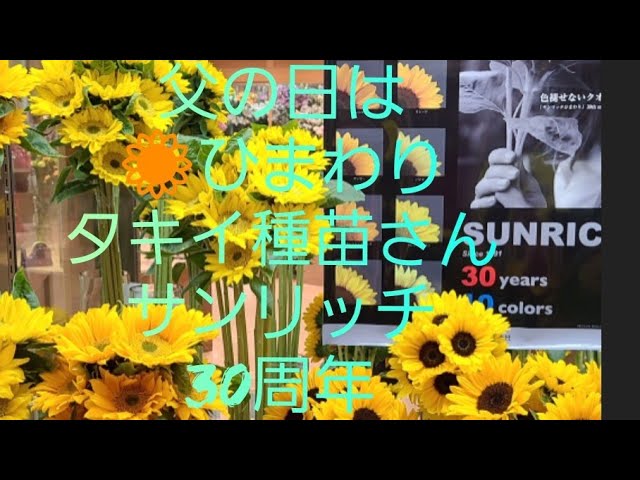 父の日は🌻ひまわりタキイ種苗さんサンリッチ30周年🆙シリーズなど最新