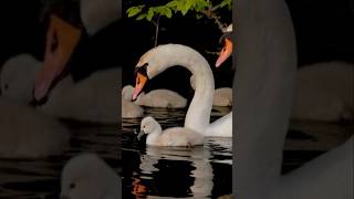 Amazing Swan Family, Hanging Out- #relaxation #Swan #pet-friendly