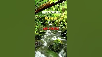 TERAPI BURUNG RELAKSASI ANTI STRES #birdsounds #relaxingmusic