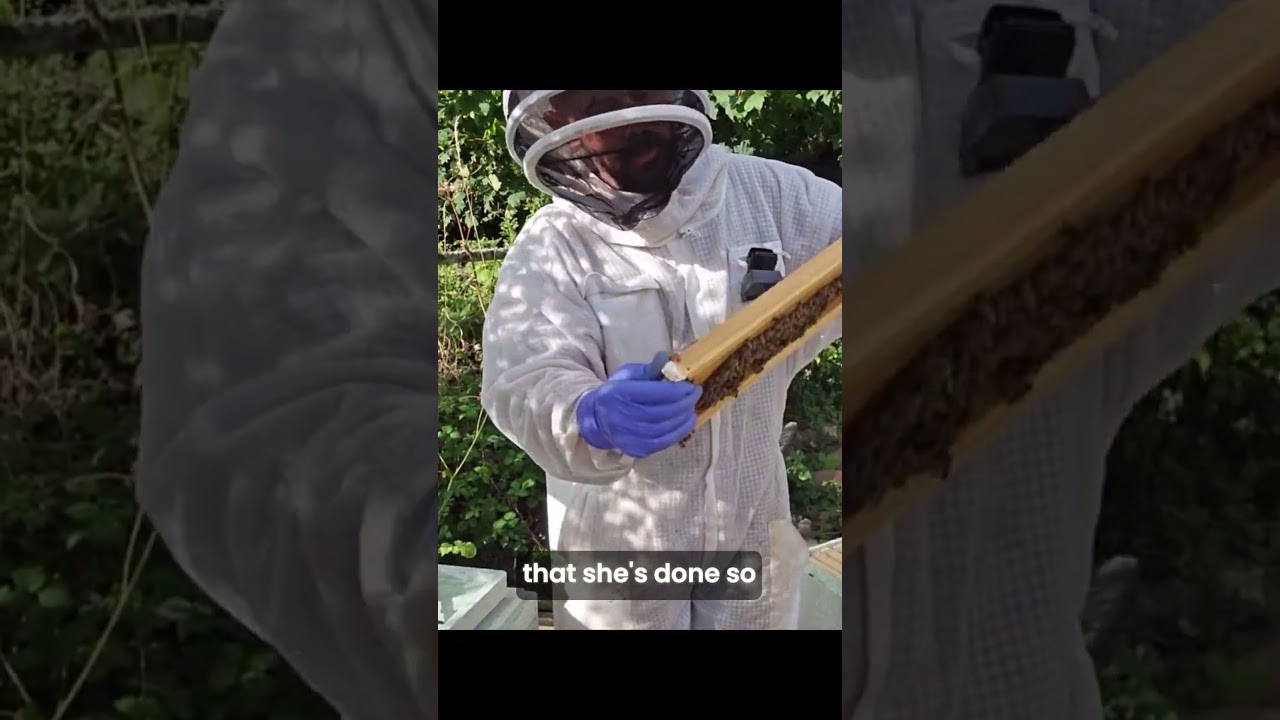 В поисках королевы в улье. 04.09.25 👑🐝